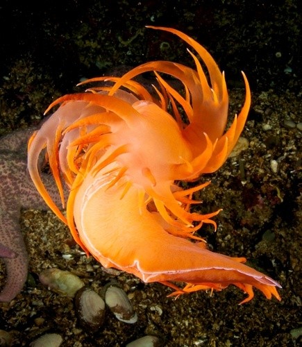 Photo:  British Columbia Nudibranch